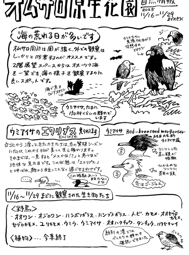 オムサロ原生花園自然情報が更新されました！
毎日のように海が荒れ、今朝はイワシが浜に上がっていました。
カモメやカラスのごちそうですね。

近頃はオオワシがよく観察できます。
双眼鏡やフィールドスコープで林をよ～く見ると、数羽のオオワシが休憩していることも。
カラスたちが周りに集まりやすいので目立ちます。

#オムサロネイチャービューハウス 
#オムサロ原生花園 
#自然情報
#オオワシ 
#ウミアイサ