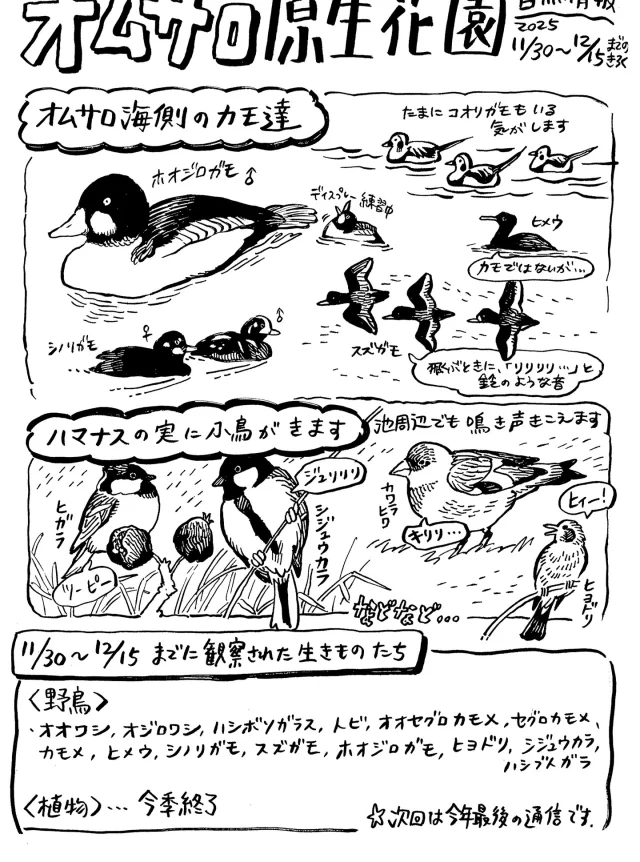 オムサロ原生花園自然情報が更新されました！
明日から暴風雪の予報ですが、鳥たちはうまくやり過ごせるのかと心配になります。
今日はやけに海側の鳥たちが騒がしく、右に左にカモメやカモたちが群れで飛んでゆくのが観察できました。

雪が降った次の日には、ハマナスの種を求めて小鳥たちが集まります。いつもは森側にいて姿を見せない小鳥たちが見られるのは嬉しいです。

#オムサロ原生花園 
#オムサロネイチャービューハウス
#自然情報
#カモ