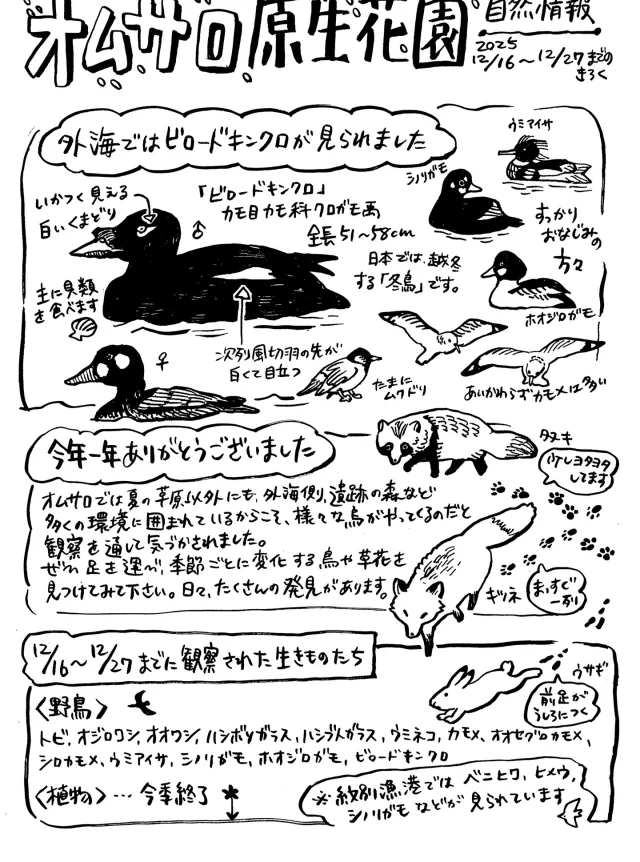 オムサロ原生花園自然情報が更新されました！

外海側ではビロードキンクロが観察されました。
遠いので、双眼鏡かフィールドスコープでの観察がおすすめです。
黒い体に白い模様が目立ちます。
ぜひ探してみてください。
（年末年始は12/29-1/4まで売店がお休みですが、トイレは使えます）

なお、今回の通信が今年最後となります。
見ていただきましてありがとうございました。

#オムサロ原生花園
#オムサロネイチャービューハウス 
#ビロードキンクロ