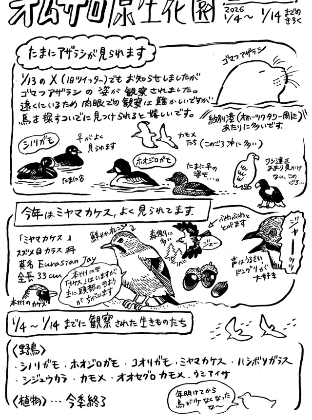オムサロ原生花園自然情報が更新されました！
年が明けてから一気に気温が下がったように感じます。鳥たちの姿も少なく、なんとなくさみしいオムサロ原生花園です。

先日、外海側にチラッとゴマフアザラシの姿が見えたのは嬉しい出来事です。
いつも見ないような生きものが観察できるとわくわくしますね。
今年もどうぞよろしくお願いいたします🐦

#オムサロ原生花園
#オムサロネイチャービューハウス
#ミヤマカケス