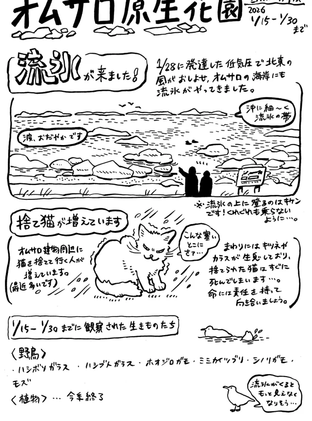 オムサロ原生花園自然情報が更新されました！
（野鳥がめっきり見られなくなったため、情報少なめです）

いよいよ、流氷シーズンの到来です。
28日に接岸してからも、風が吹いたり波にさらわれたり、すでにバラバラな流氷たち。
今年はびっしり海を覆いつくしてくれることに期待です！

※流氷の上は危険ですので上らないようにお願いいたします。

#オムサロ原生花園
#オムサロネイチャービューハウス
#流氷