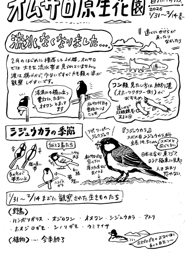 オムサロ原生花園自然情報が更新されました！
2月の初めに接岸した流氷はすっかり遠ざかり、たまにシャーベット状の細かいものが見える程度になりました。

近頃は窓の下に落ちた虫を食べに、シジュウカラが集まってきます。
まれにアトリの姿が見られることも。

#オムサロ原生花園 
＃オムサロネイチャービューハウス 
#シジュウカラ