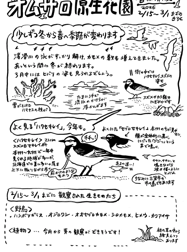 オムサロ原生花園の自然情報が更新されました！

季節は少しずつ進み、雪が解けた場所に草の芽が見えつつあります。
厳しい冬の後に芽を出す植物たちは、いっそう大切な存在に感じられます🍃
お花が咲くにはまだまだかかりますが、日々地面をよく観察していくと新しい発見が見つけられる、そんな時期ですね。

外海にはカモメたちが戻りつつあります。たまにシロカモメの姿も。

#オムサロ原生花園
#オムサロネイチャービューハウス
#ハクセキレイ