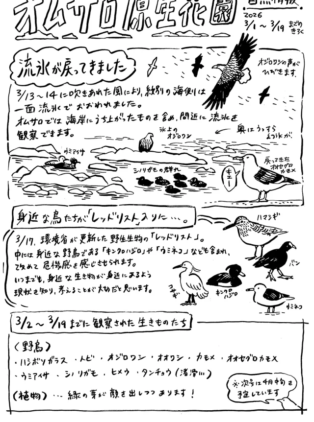 オムサロ原生花園の自然情報が更新されました！
久々の流氷で流氷岬はにぎわっております。
氷のすきまにはカモの群れが。シノリガモが多めです。

3月17日、環境省が野生生物のレッドリストを更新しました。
絶滅の恐れがある生きものが身近にあること、改めて危機感を感じます。

#オムサロ原生花園
#オムサロネイチャービューハウス 
#絶滅危惧種