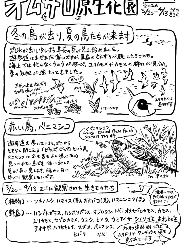 オムサロ原生花園の自然情報が更新されました！　まだまだ風が冷たいオムサロですが、ヒバリやベニマシコなどの夏鳥が姿を見せ始めています。ハマニンニクやハマナスの芽なども生え始め、今後緑が増えてくるのが楽しみです。　#オムサロ原生花園　#オムサロネイチャービューハウス　#ヒバリ #ベニマシコ