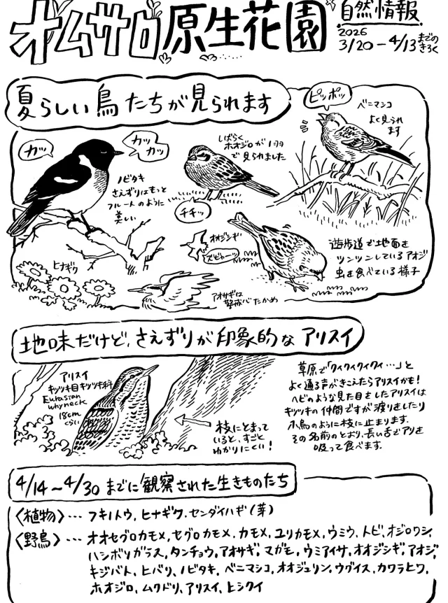 オムサロ原生花園の自然情報が更新されました！まだまだ寒さの残るオムサロですが、少しずつ夏の鳥たちの囀りが聞こえるようになりました。上空ではオオジシギが数羽集まりディスプレイフライトを見せるなど、にぎやかです。ゴールデンウィークにぜひゆっくり野鳥観察へお越しください。　#オムサロ原生花園 #オムサロネイチャービューハウス #ノビタキ#アリスイ
