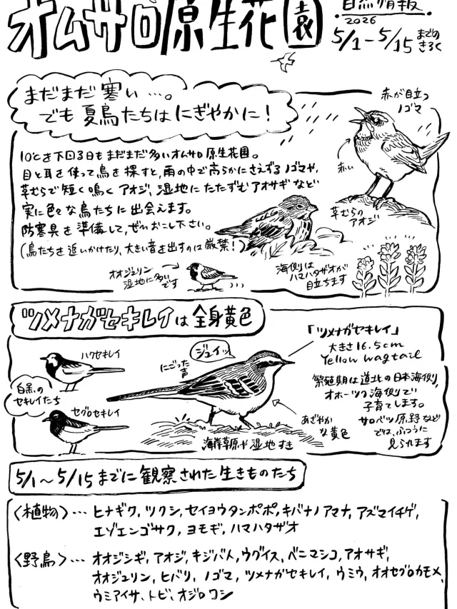オムサロ原生花園の自然情報が更新されました！
まだまだ寒さが残りますが、夏鳥たちは賑やかにさえずっています。

先日、去年は観察できなかったツメナガセキレイも観察されました。
少しずつですが、季節は確実に変わりつつあります。これからはお花が楽しい季節！

#オムサロ原生花園
#オムサロネイチャービューハウス 
#ツメナガセキレイ