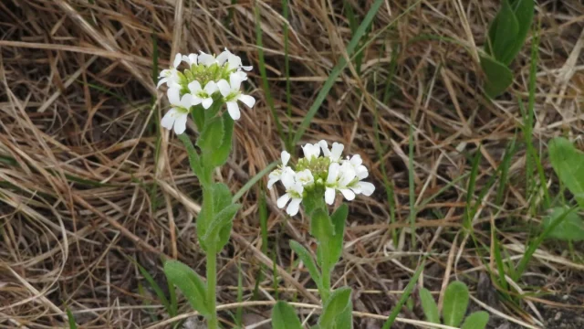 ハマハタザオが開花していました🌸
5-6月頃が見頃で、主に砂地で咲いています。

雨が降るオムサロはひんやりとしており、体感気温は7℃くらいです☔️雨具と防寒具をお忘れなく！

#オムサロネイチャービューハウス 
#オムサロ原生花園 
#ハマハタザオ