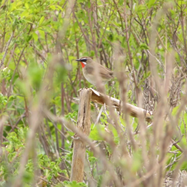 今日原生花園で観察された鳥たち。
池の辺りで採餌している様子がよく見られます。

#オムサロ原生花園
#オムサロネイチャービューハウス