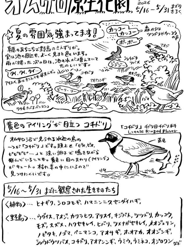 オムサロ原生花園の自然情報が更新されました！
オムサロの沼には色々な野鳥が現れます。「こんなところに…？！」というメンバーがやってくることも。
本当に彼らは良い環境を見つけるのが上手です。

野鳥たちにとって、オムサロが住みやすい場所であり続けてほしいと願います。

#オムサロネイチャービューハウス 
#オムサロ原生花園
#コチドリ