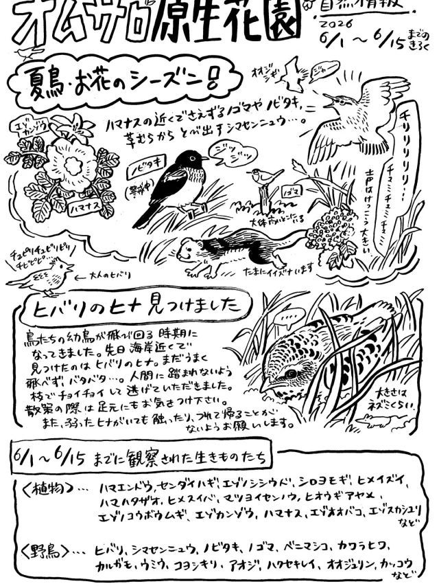 オムサロ原生花園の自然情報が更新されました！
夏鳥たちがにぎやかにさえずり、シーズン真っ盛りのオムサロです。

野鳥も目立ちますが、足元やまわりをふと見ると、鮮やかな植物のお花もたくさん咲いていることに気が付きます。
エゾノシシウド、エゾカンゾウ、ハマナス、センダイハギ（こちらは終わりかけ）など、夏の原生花園を代表するお花が揃っています。

ぜひお立ち寄りください🌸

#オムサロ原生花園
#オムサロネイチャービューハウス 
#ヒバリ