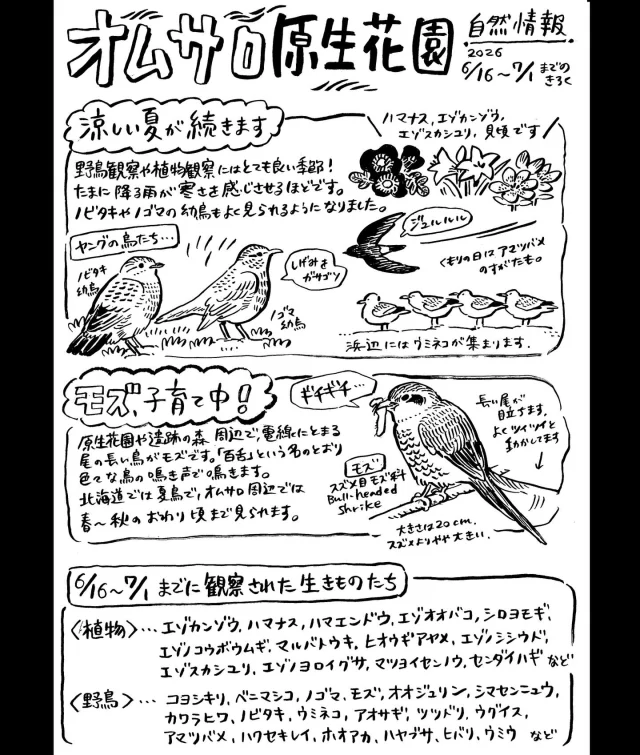オムサロ原生花園の自然情報が更新されました！
涼しい夏空の下、野鳥や植物の観察にぴったりの時期です。
ノビタキの幼鳥があちこちで見られ、季節が進んでいるのを感じます。
海岸側のエゾスカシユリ群生はとても鮮やかで、初夏の原生花園によく合います🌸

#オムサロ原生花園
#オムサロネイチャービューハウス 
#モズ