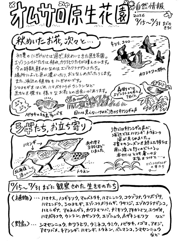 オムサロ自然情報が更新されました🌸

原生花園の植物たちは移り変わり、控えめな色彩のお花が目立ちます。
エゾカワラナデシコは鮮やかなピンクもあれば、薄めのやわらかい印象の色彩を持つものがいたり…
浜辺の植物に目をやると、黄色のウンランや大きく育ったシロヨモギなど、初夏と比べて違う顔ぶれになってきました。
草原内ではエゾニュウが存在感大です！

#オムサロネイチャービューハウス 
#オムサロ原生花園
#ハマシギ
#トウネン