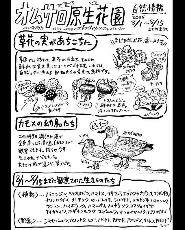 オムサロ原生花園の自然情報が更新されました！

草原では晩夏らしく、イチゴの実やハマナスの実が目立ちます。
枯れ草の中でひときわ鮮やかです！
野鳥のさえずりは少なくなりましたが、浜辺の植物やたまに渡来するシギ・チドリなど、まだまだ観察が楽しめます。

浜辺では時折、ウミネコの群れが見られます。
子育てがひと段落し、幼鳥の姿も観察できるシーズンです。ゆっくり散策してみてはいかがでしょうか。

#オムサロ原生花園 
#オムサロネイチャービューハウス 
#ウミネコ
