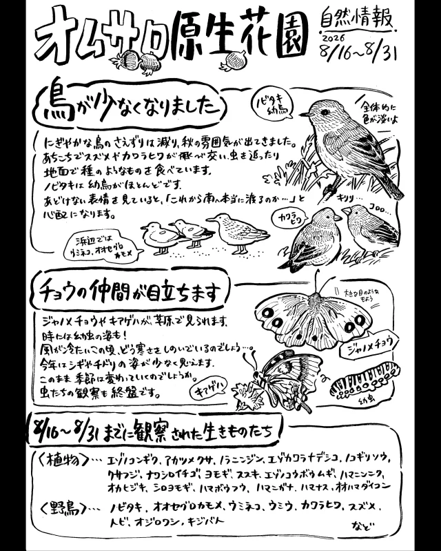 オムサロ原生花園の自然情報が更新されました！

少しずつ鳥の姿が減り、草原では虫の声が響きます。
ハマナスの赤い実がとても鮮やかに実っています🌸

草原を歩いていると、様々なチョウや小さな蛾の仲間が観察できます。
まだまだ種類のわからない虫たちも多いです。少しずつ解き明かしていきたい。

#オムサロ原生花園
#オムサロネイチャービューハウス 
#ジャノメチョウ